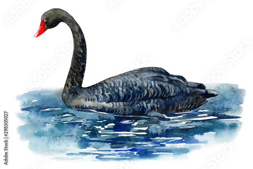 Fototapeta Naklejka Na Ścianę i Meble -  black swan on an isolated white background,  watercolor illustration