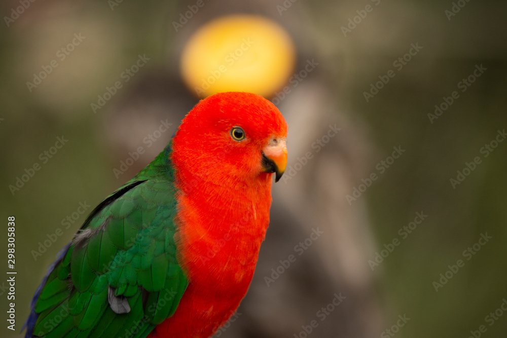 lovebird in pairi daiza