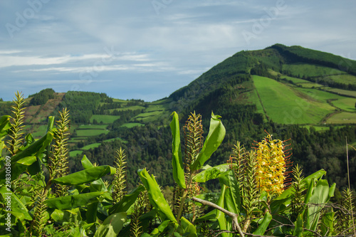 beautiful green wild landscape on the island of Sao Miguel, Azores, Portugal photo