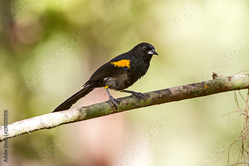 Variable Oriole photographed in Linhares, Espirito Santo. Southeast of Brazil. Atlantic Forest Biome. Picture made in 2013.