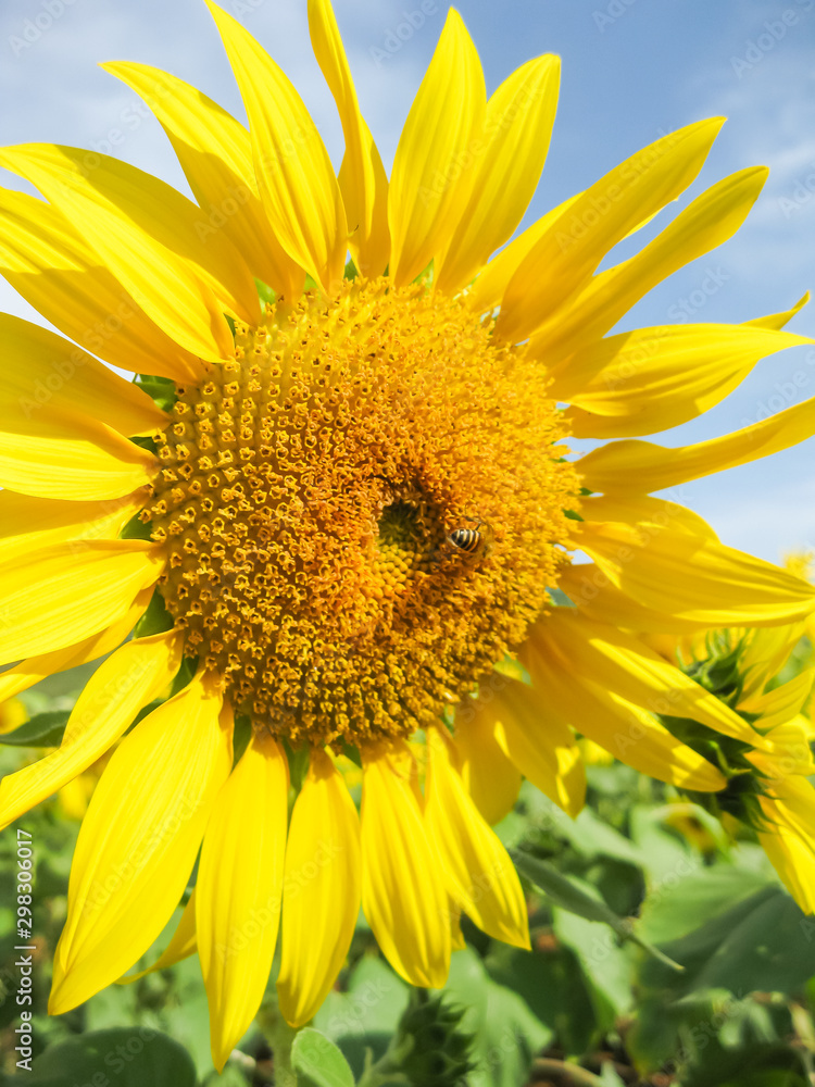 Naklejka premium Sunflower with bright yellow gold with little honey bees