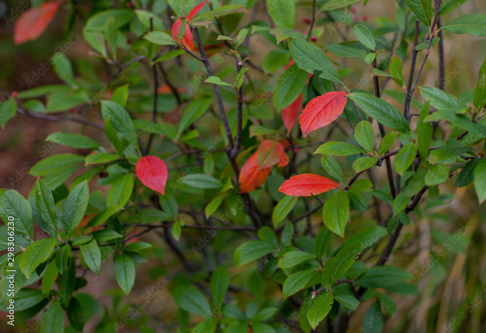 Red Leaf in a Garden