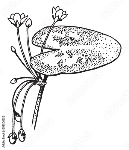 Nymphoides vintage illustration.