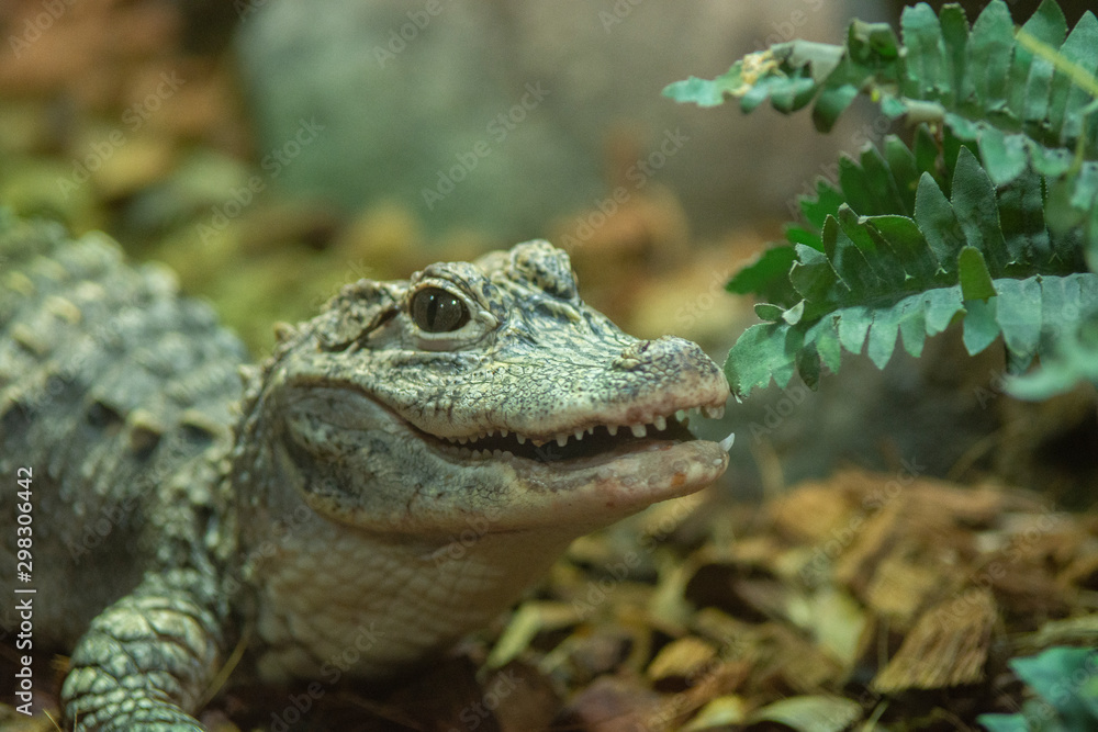 Obraz premium little crocodiles