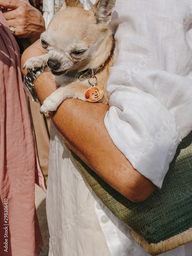 Close up of woman holding chihuahua