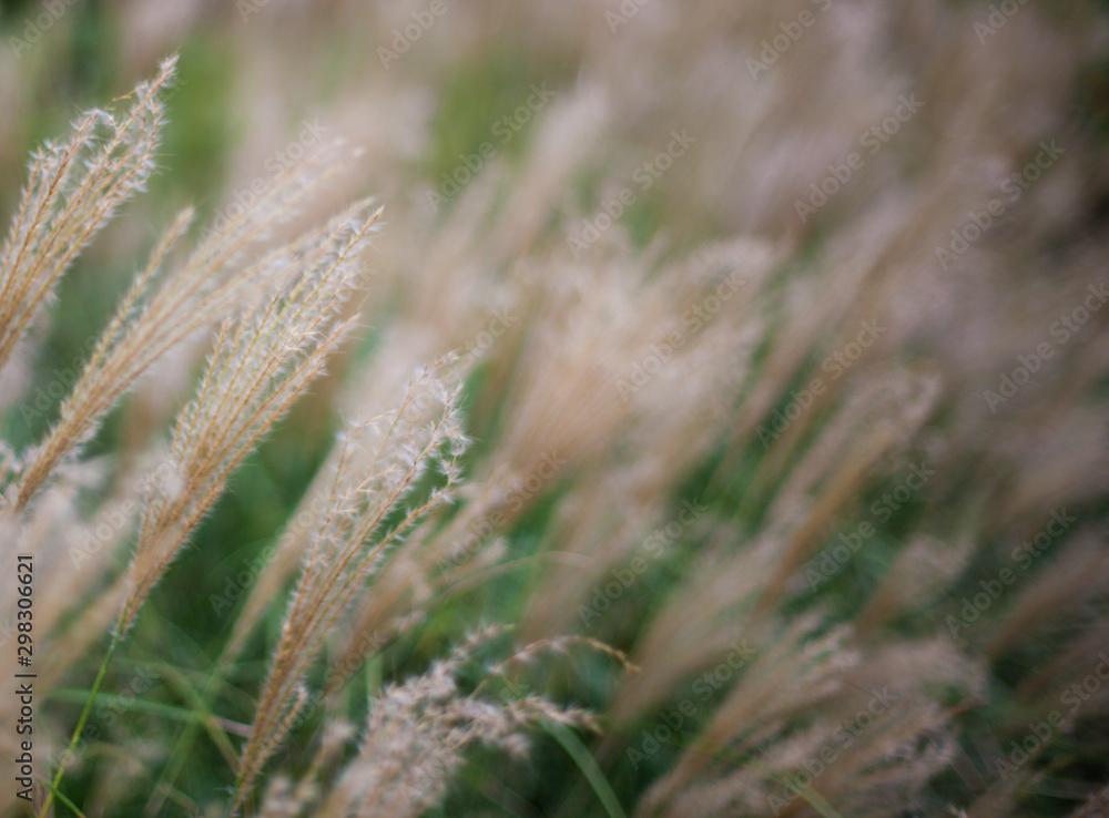 Close Up Yellow Grass