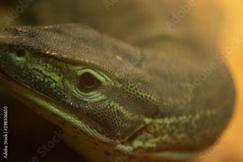 lizard close up