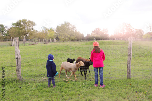 Kinder füttern Schafe auf einem Bauernhof im Oderbruch