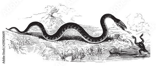 Snake and frog, vintage illustration.
