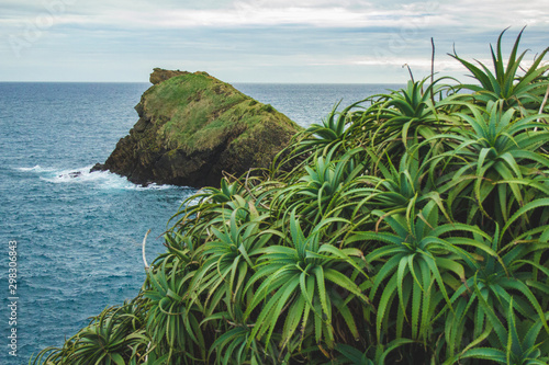 green aloe vera plants by the sea on the island of Sao Miguel, Azores, Portugal