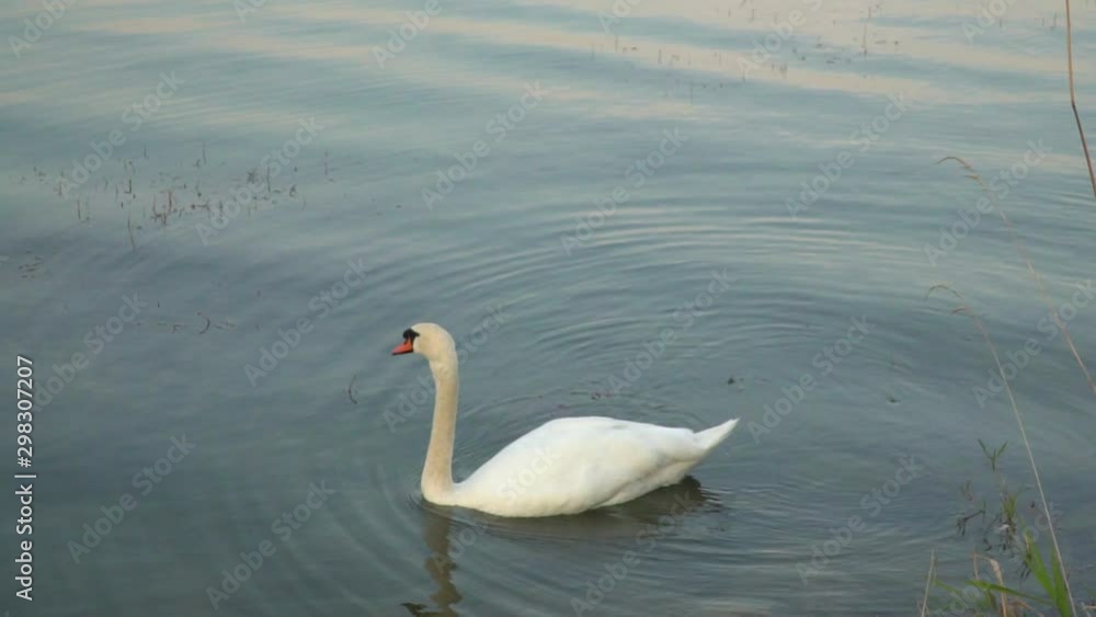 Slow following shot of white swan swimming in beautiful lake at sunset with water plants in foreground Slow following shot of white swan swimming in beautiful lake at sunset with water plants in foreground