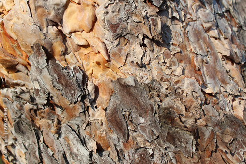 Pine bark background. Close up view of pine bark in pinery