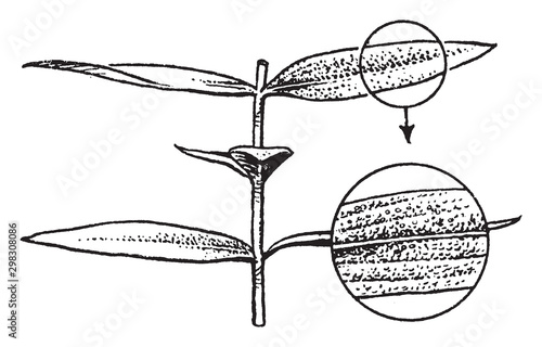 Shrub vintage illustration.