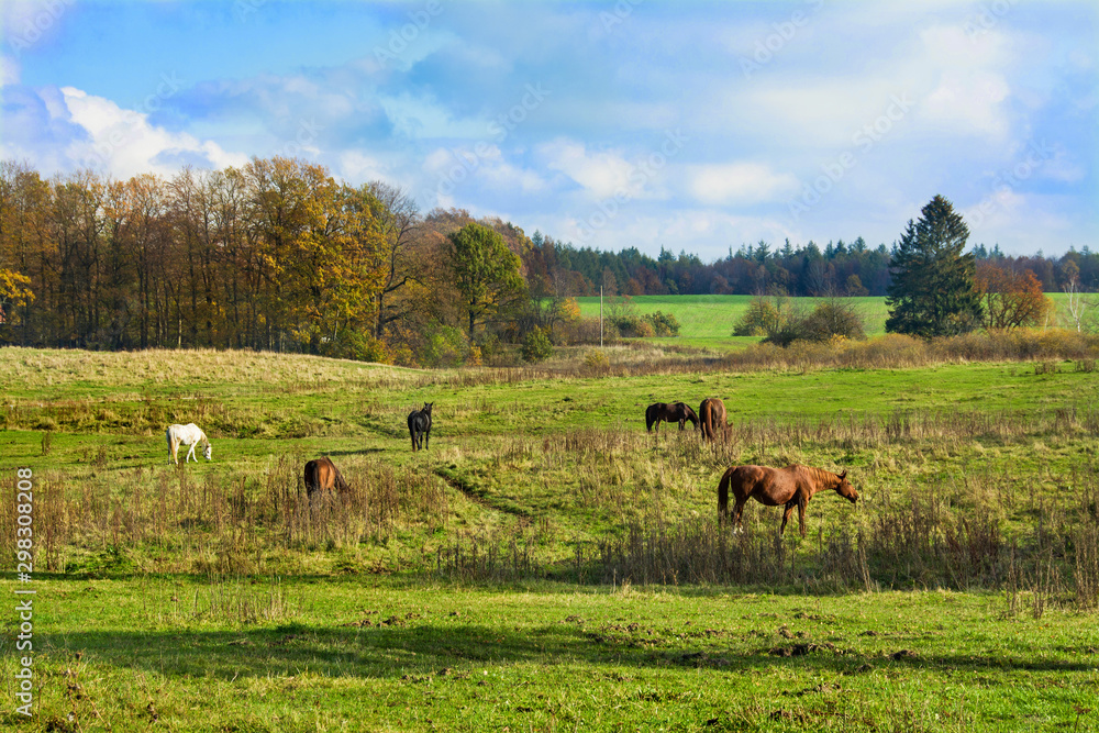 konie na łące, piękny jesienny krajobraz