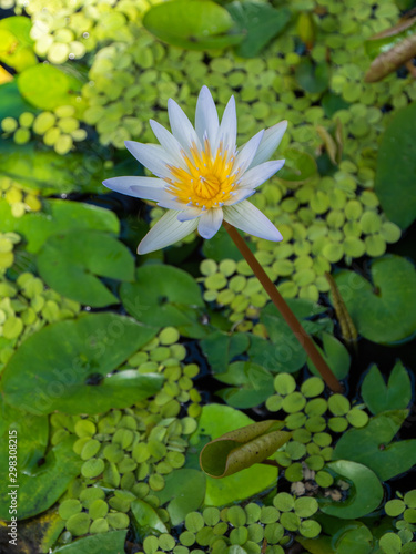 Nymphaea Nouchali Lily Pad