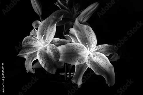 Stargazer Lily in black and white, black background.