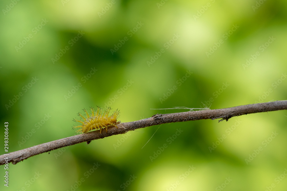 This thorny caterpillar is the birth of a beautiful yellow butterfly (Nettle Caterpillar) In nature. This thorny caterpillar is the birth of a beautiful yellow butterfly (Nettle Caterpillar) In nature.