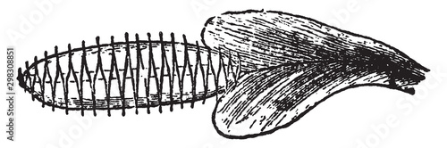 Venus Fly-trap vintage illustration.
