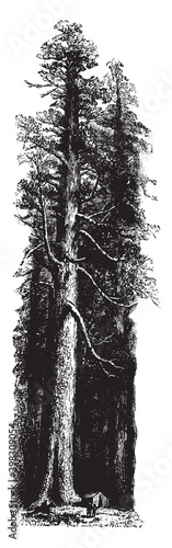 Redwood vintage illustration.