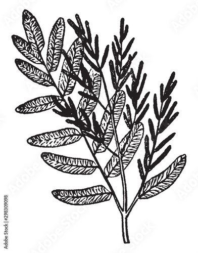 Osmunda vintage illustration.