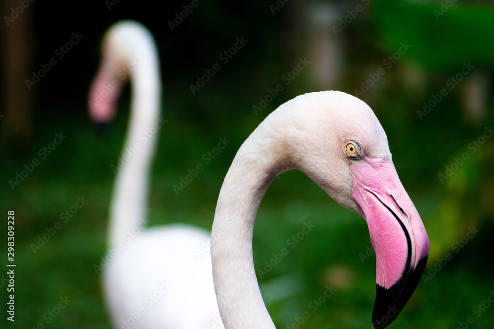 Fototapeta premium close up beautiful white and pink flamingos or flamingoes birds in the wild.