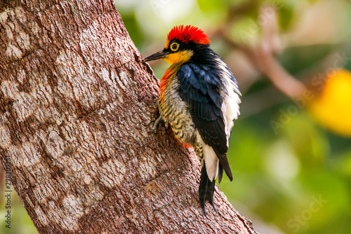 Tableau sur toile Yellow fronted Woodpecker photographed in Linhares, Espirito Santo