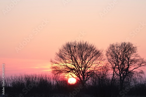 trees in winter at sunset