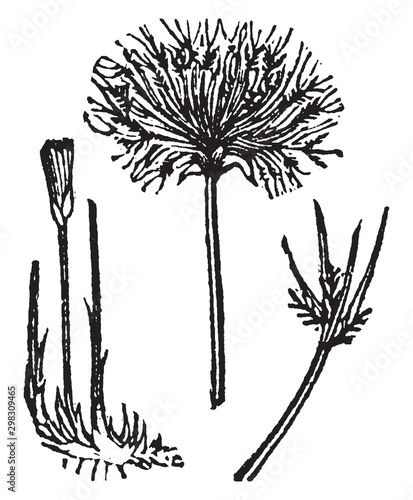 Cyperus, papyrus, Plants, Egypt, sedge, hair vintage illustration.