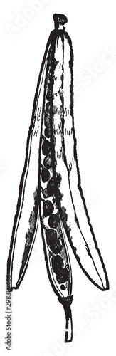 Silique vintage illustration.