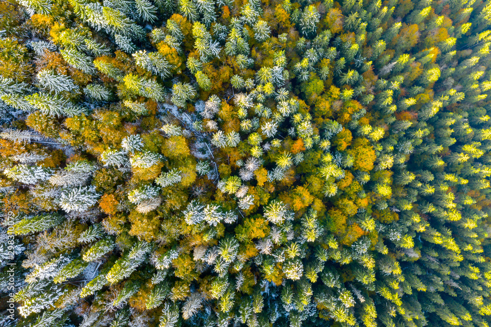 Golden autumn drone view of forest landscape with yellow trees from above - obrazy, fototapety, plakaty 