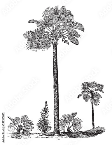 Palmetto vintage illustration.
