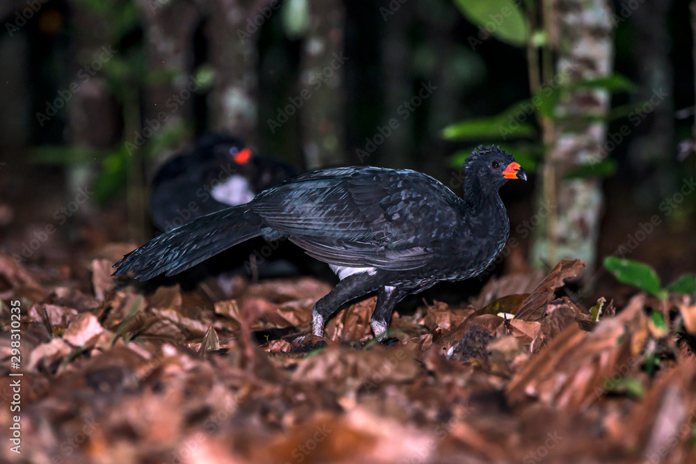 Red billed Curassow photographed in Linhares, Espirito Santo. Southeast of Brazil. Atlantic Forest Biome. Picture made in 2013. Red billed Curassow photographed in Linhares, Espirito Santo. Southeast of Brazil. Atlantic Forest Biome. Picture made in 2013.