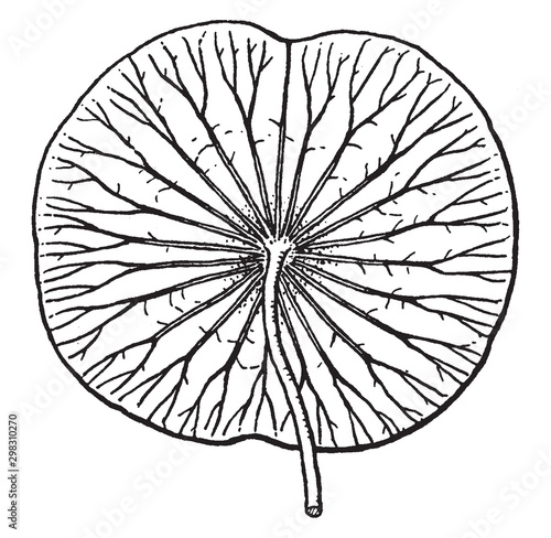 Nelumbo vintage illustration.