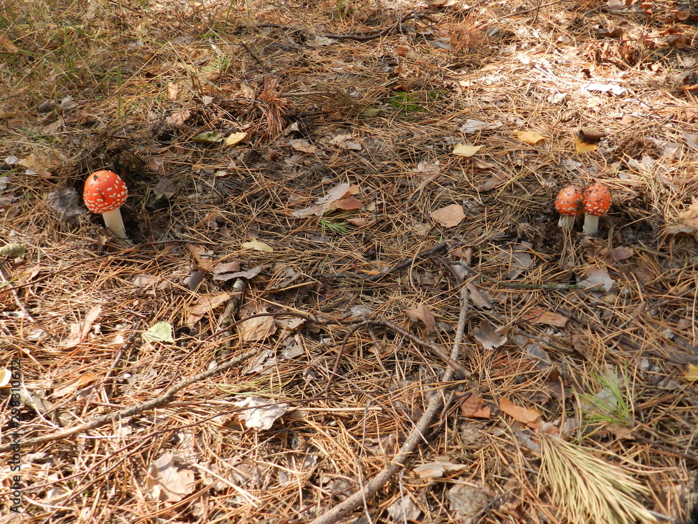 Mushrooms in a pine forest Mushrooms in a pine forest