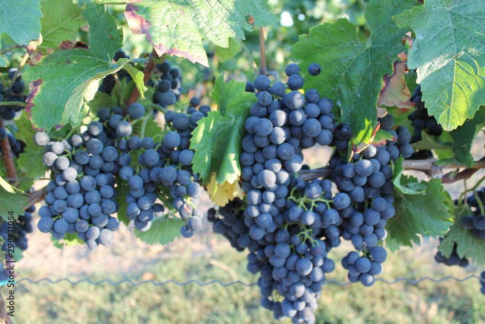 Blaue Weintrauben vor der Weinlese
