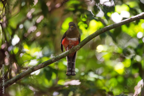 Collared Trogon female  photographed in Linhares, Espirito Santo. Southeast of Brazil. Atlantic Forest Biome. Picture made in 2013.