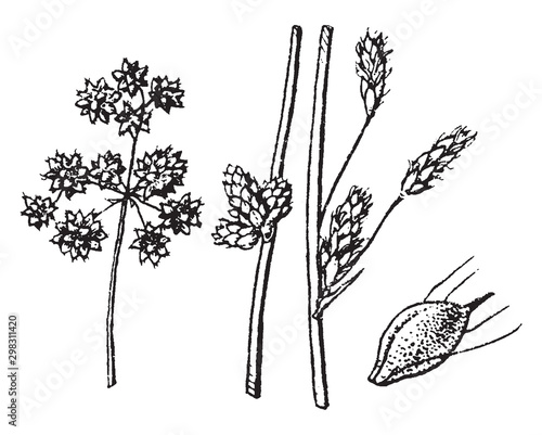 Scirpus vintage illustration.