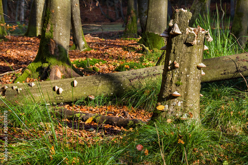 Fototapeta Naklejka Na Ścianę i Meble -  grzyby na drzewie, piękny jesienny las