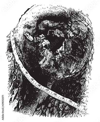 A Hole in a Tree vintage illustration.