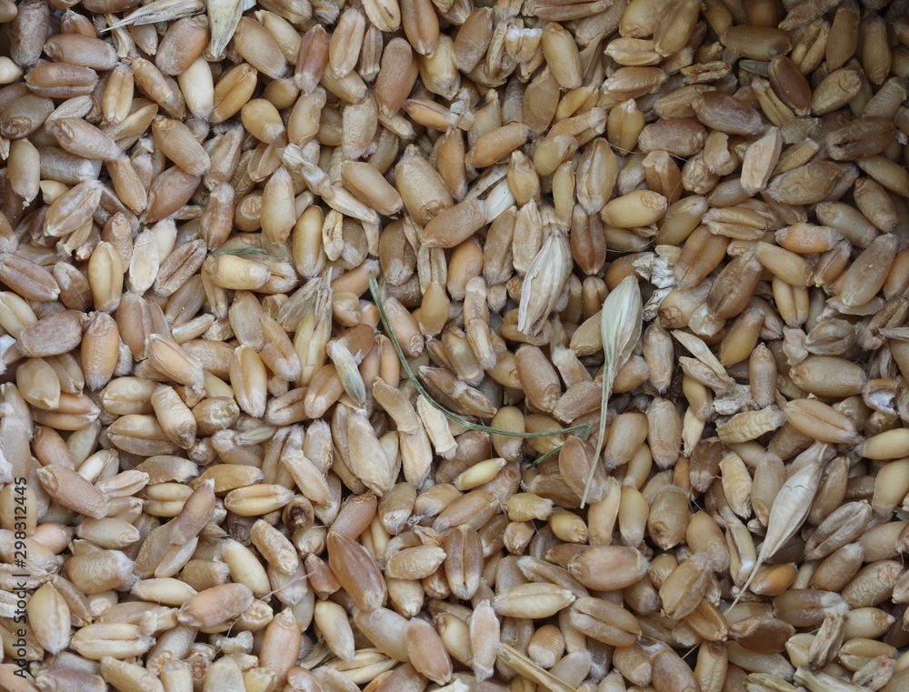 seeds of ancient grains seeds of ancient grains