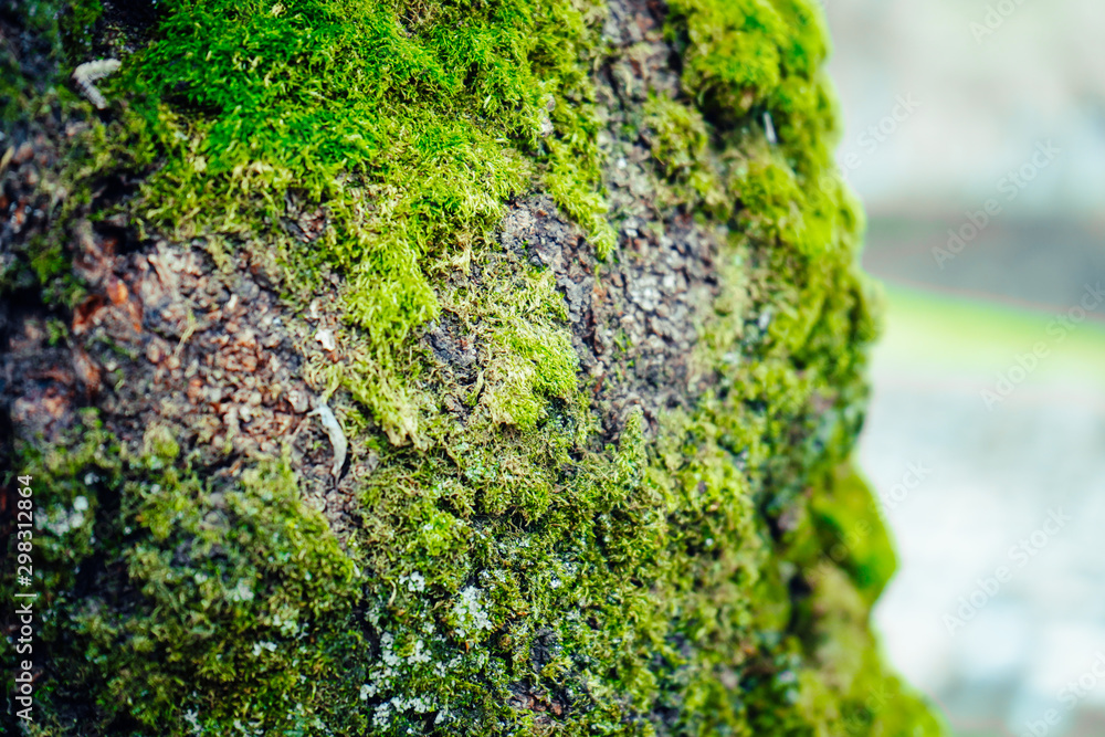 Green moss on the rock. Green moss on the rock.