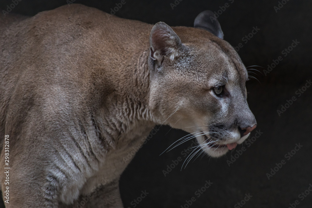 Puma (mountain Cougar) is the fourth largest cat in the world, larger than only the tiger, lion and Jaguar. foto de | Adobe Stock