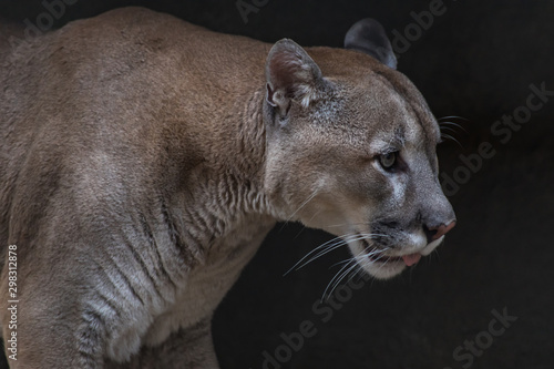 Puma (mountain lion, Cougar) is the fourth largest cat in the world, larger  than only the tiger, lion and Jaguar. foto de Stock | Adobe Stock