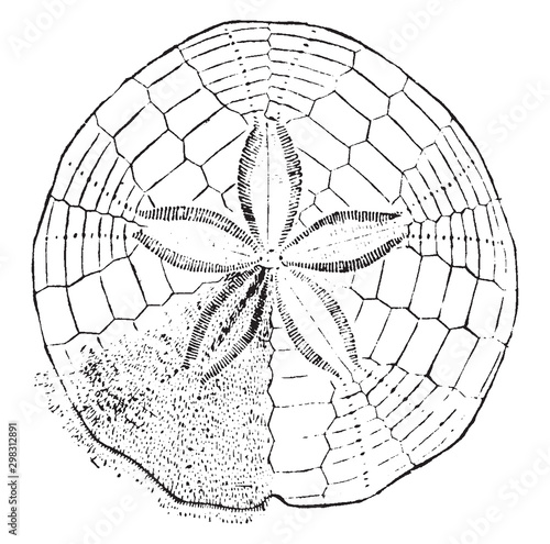 Sand Dollar, vintage illustration.