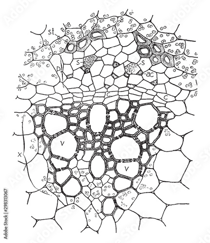 Vascular Bundle vintage illustration.