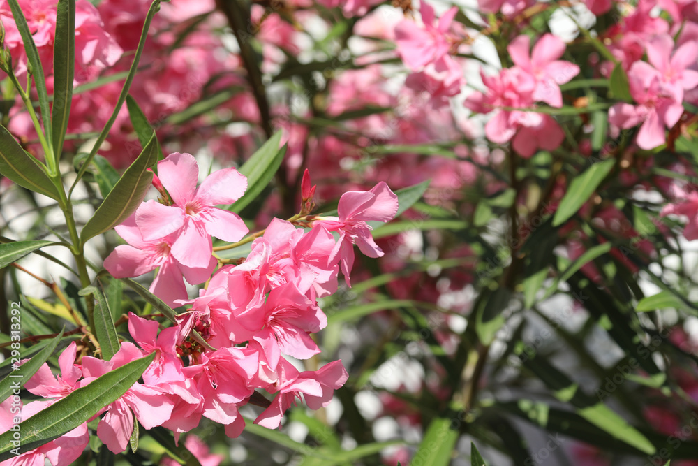 many oleander flowers in Summer many oleander flowers in Summer