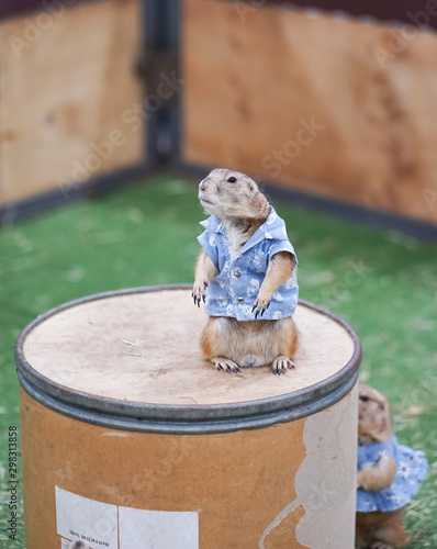 prairie dog. A cute prairie dog pet is standing up on a tank barrel. It is wearing a blue skull shirt, so adorable. photo