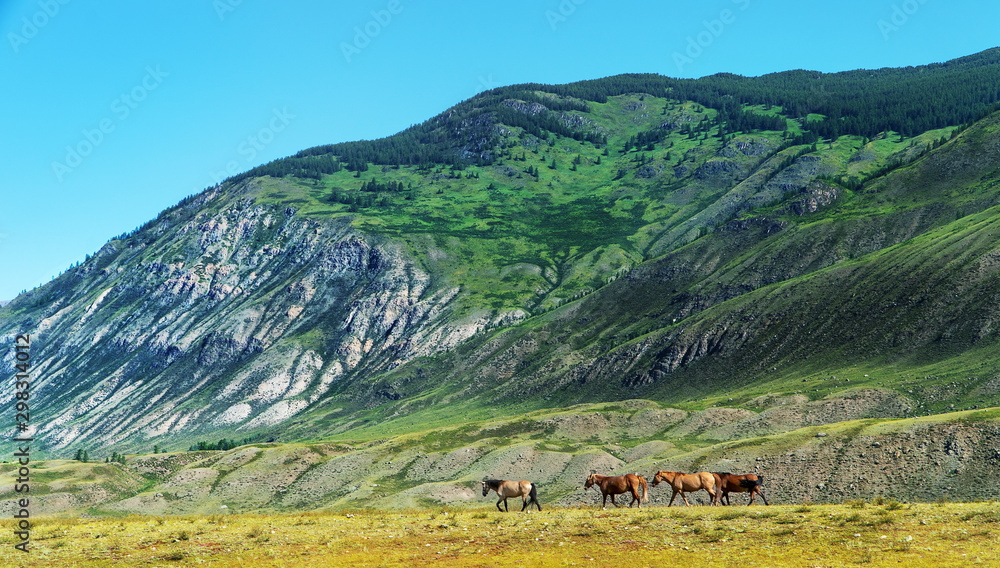 A group of horses in the wilderness of beautiful nature.