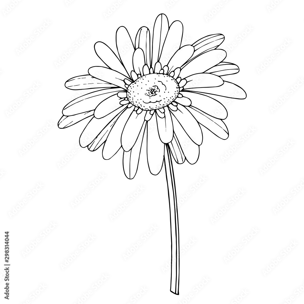 Vector Gerbera floral botanical flower. Black and white engraved ink ...
