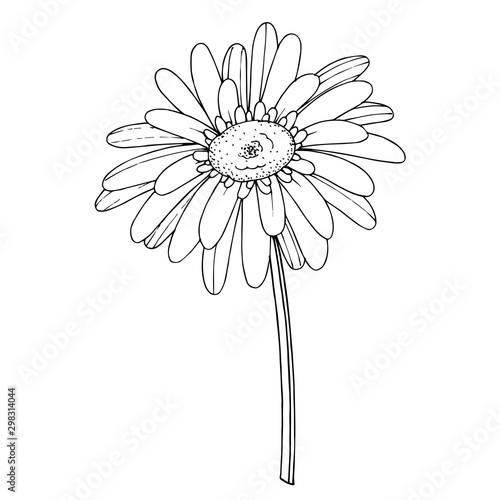 Fotografia, Obraz Vector Gerbera floral botanical flower
